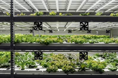 LED Grow Lights for Hydroponic Systems