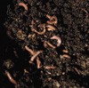 Vermicomposting: Making worms work for you