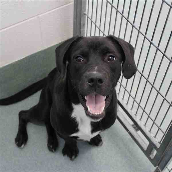 WAKE COUNTY’S ANIMAL SHELTER IS FULL! THIS IS NOT A DRILL! INDY Week