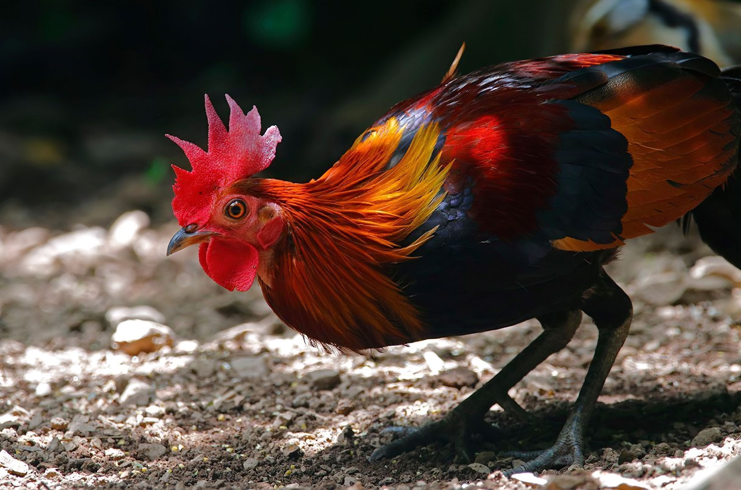 মুরগি