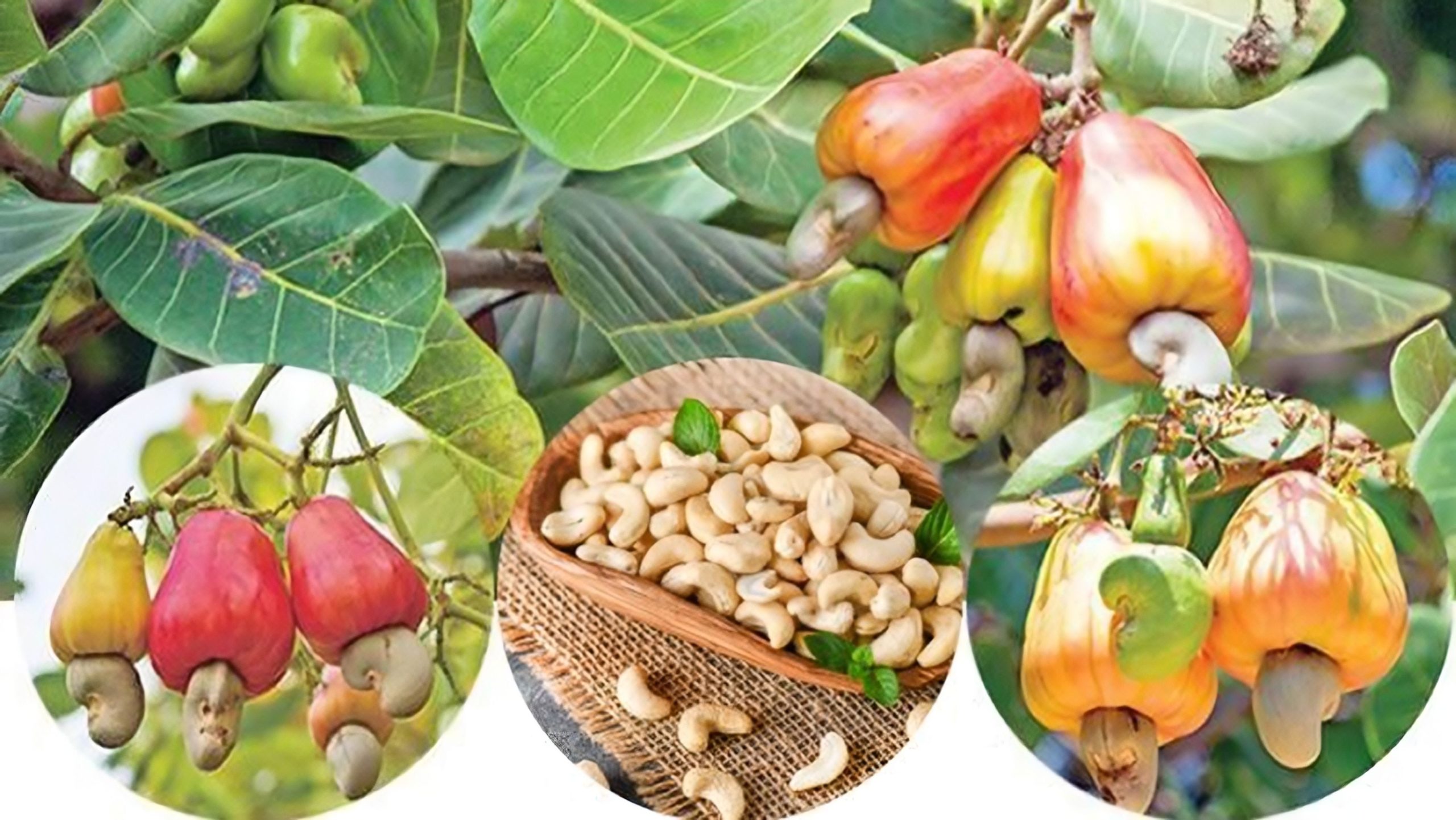 কাজু বাদামে কৃষকদের বাজিমাত, প্রতিমণ বিক্রি হচ্ছে প্রায় ৪ হাজার টাকায়!