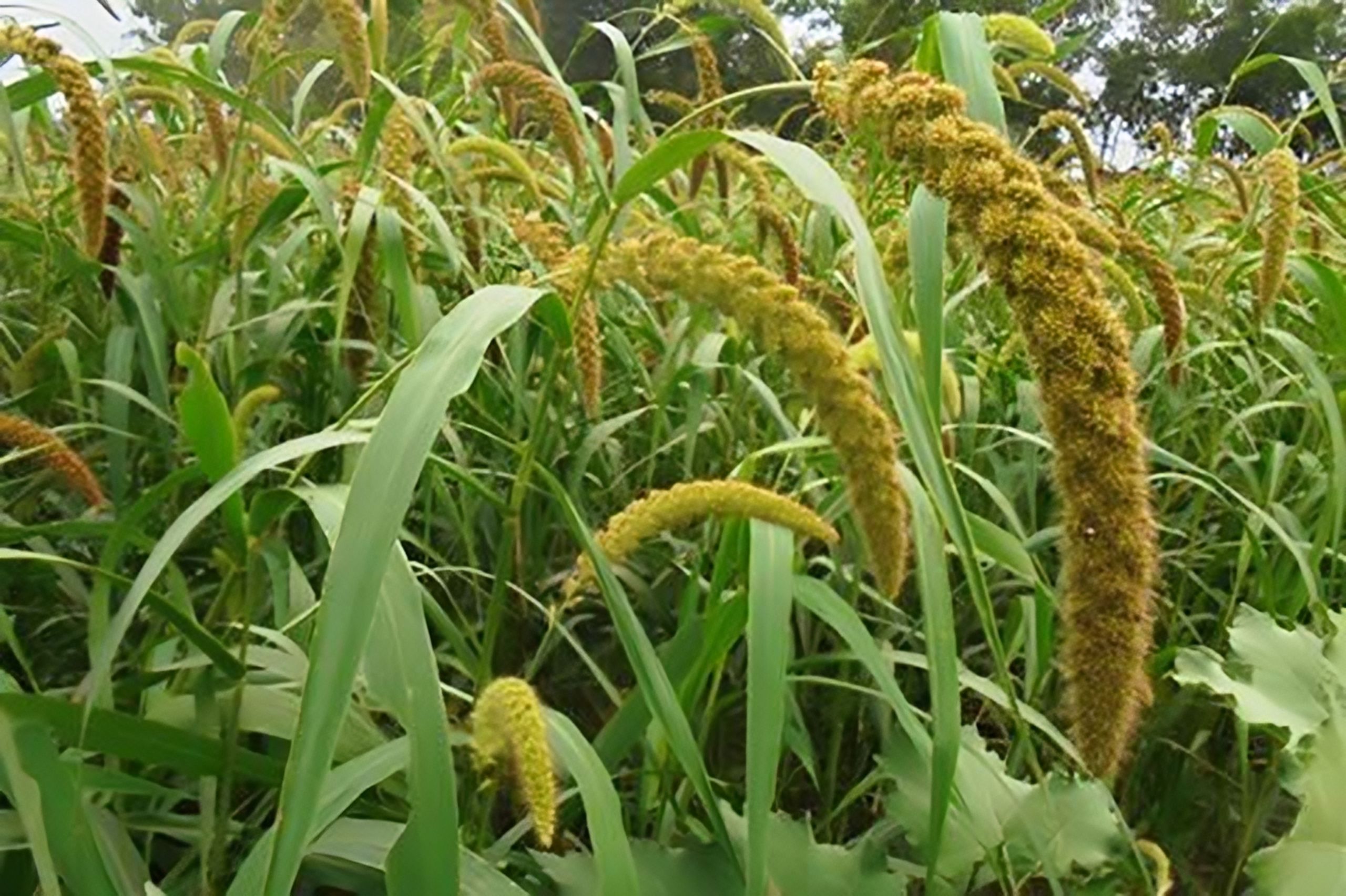 কাউন