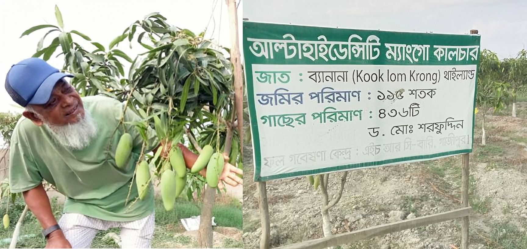 এক বাগানেই দেশ-বিদেশের ৯০ জাতের আম!