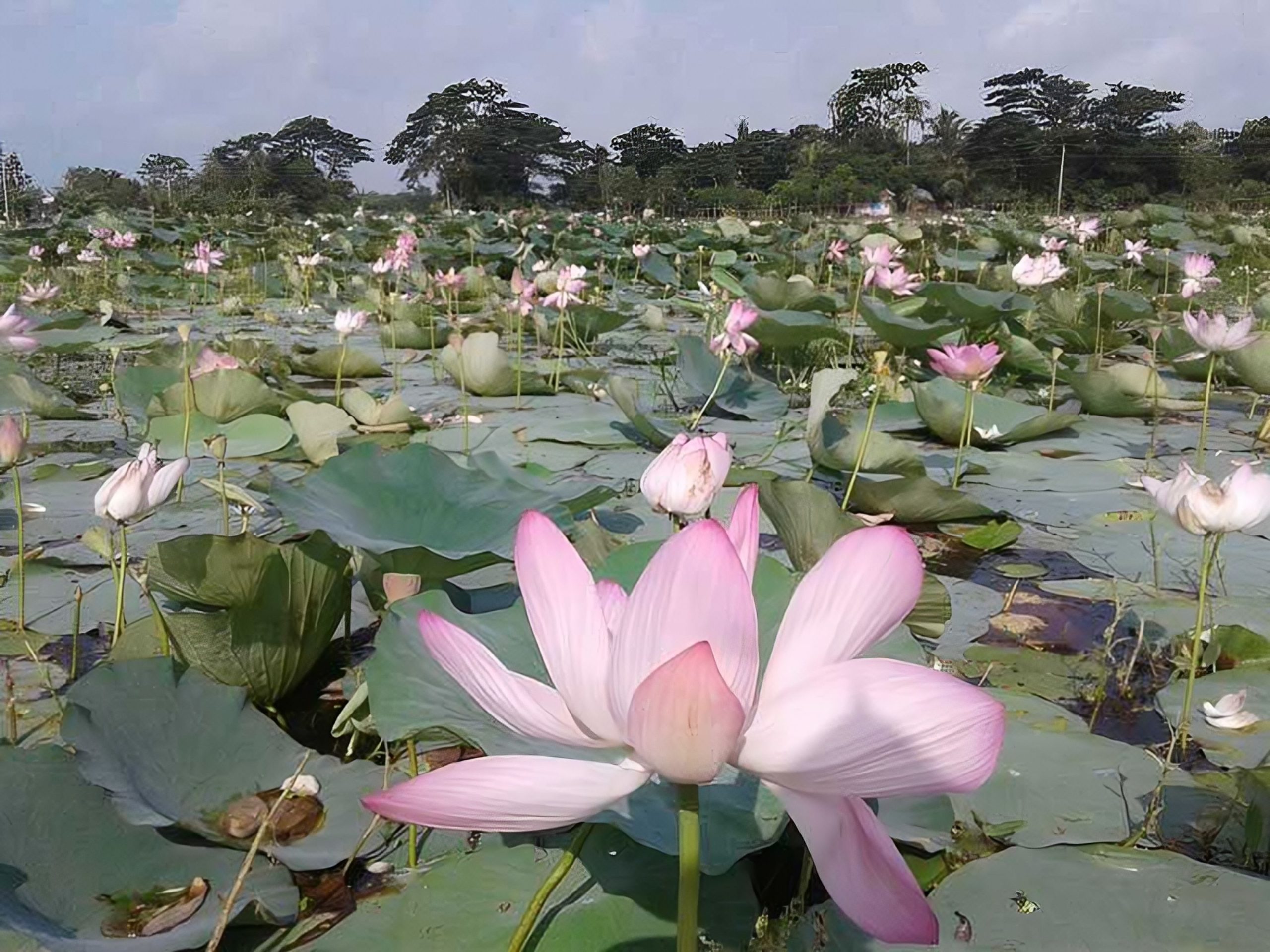 অপরুপ বলাকৈইড় গ্রামের চোখ জুড়ানো সাদা-গোলাপী পদ্মবিল