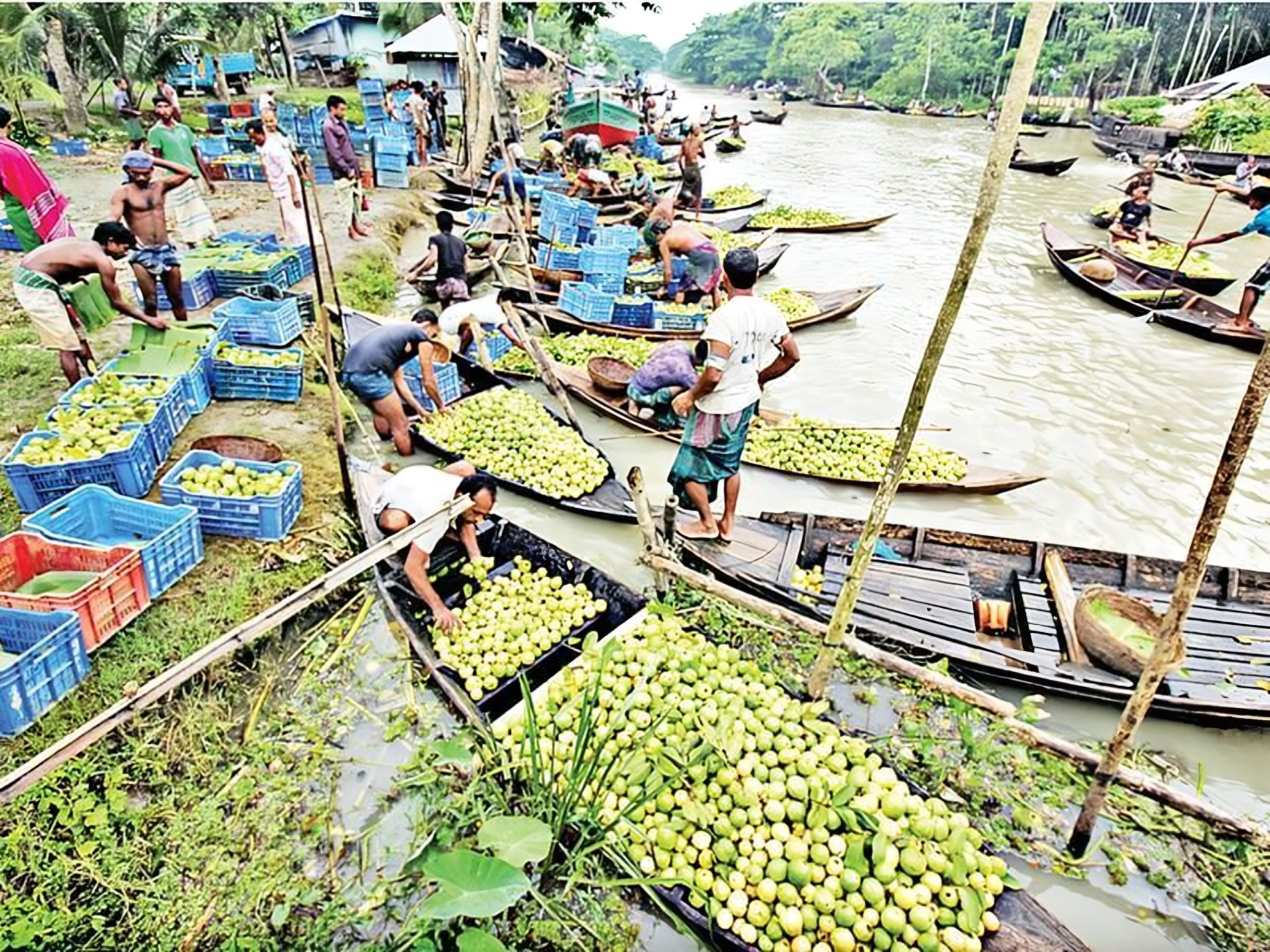 ভাসমান পেয়ারার হাটে পর্যটকদের ভিড়