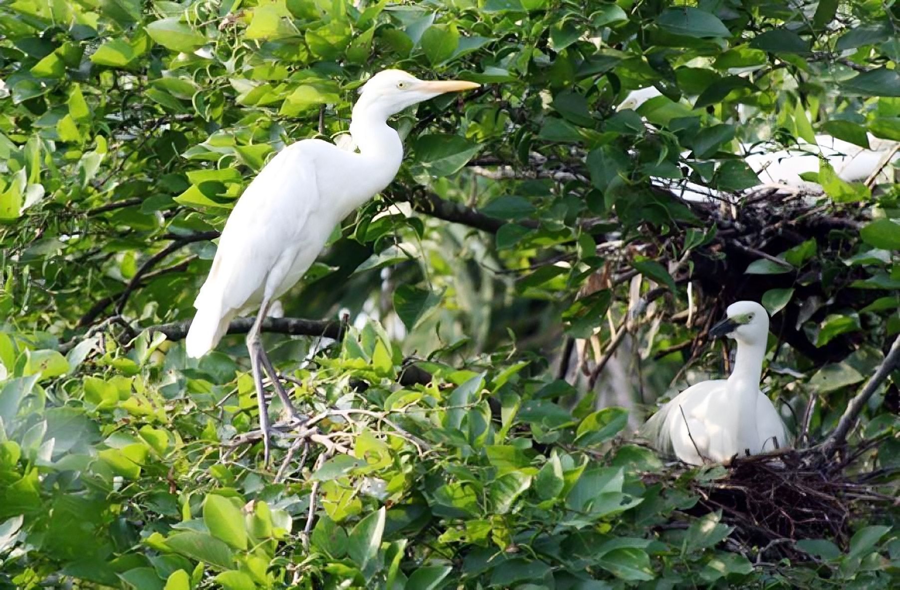 হাজার হাজার পাখিদের এক অভয়াশ্রম লন্ডনির বাড়ি