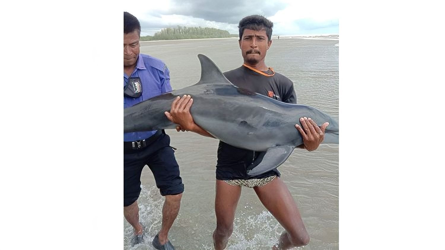 সৈকতে ভেসে এল জীবিত ডলফিন