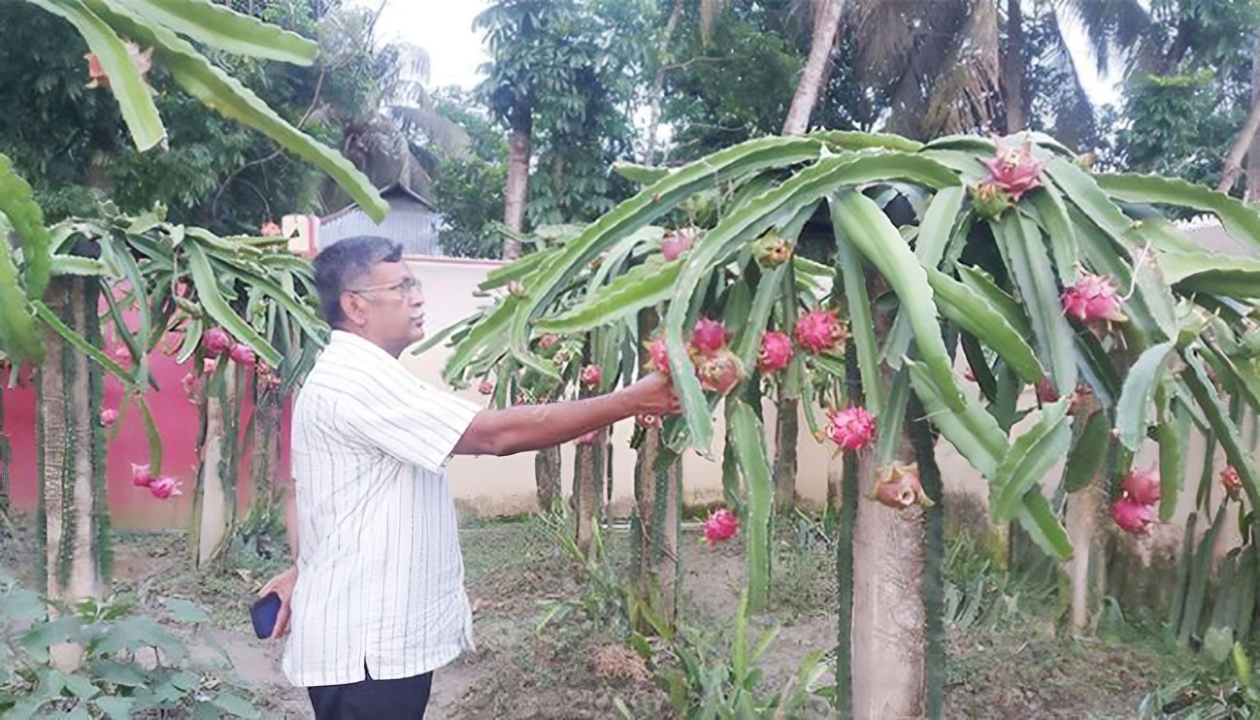 শিক্ষকতার পাশাপাশি ড্রাগন চাষে লাখপতি নোয়াখালীর শিক্ষক