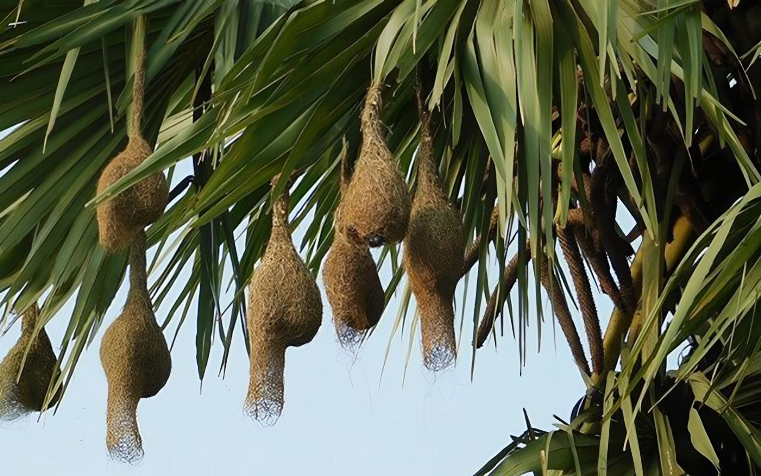 হারিয়ে যাচ্ছে নিপুণ কারুকার্য খচিত বাবুই পাখির বাসা