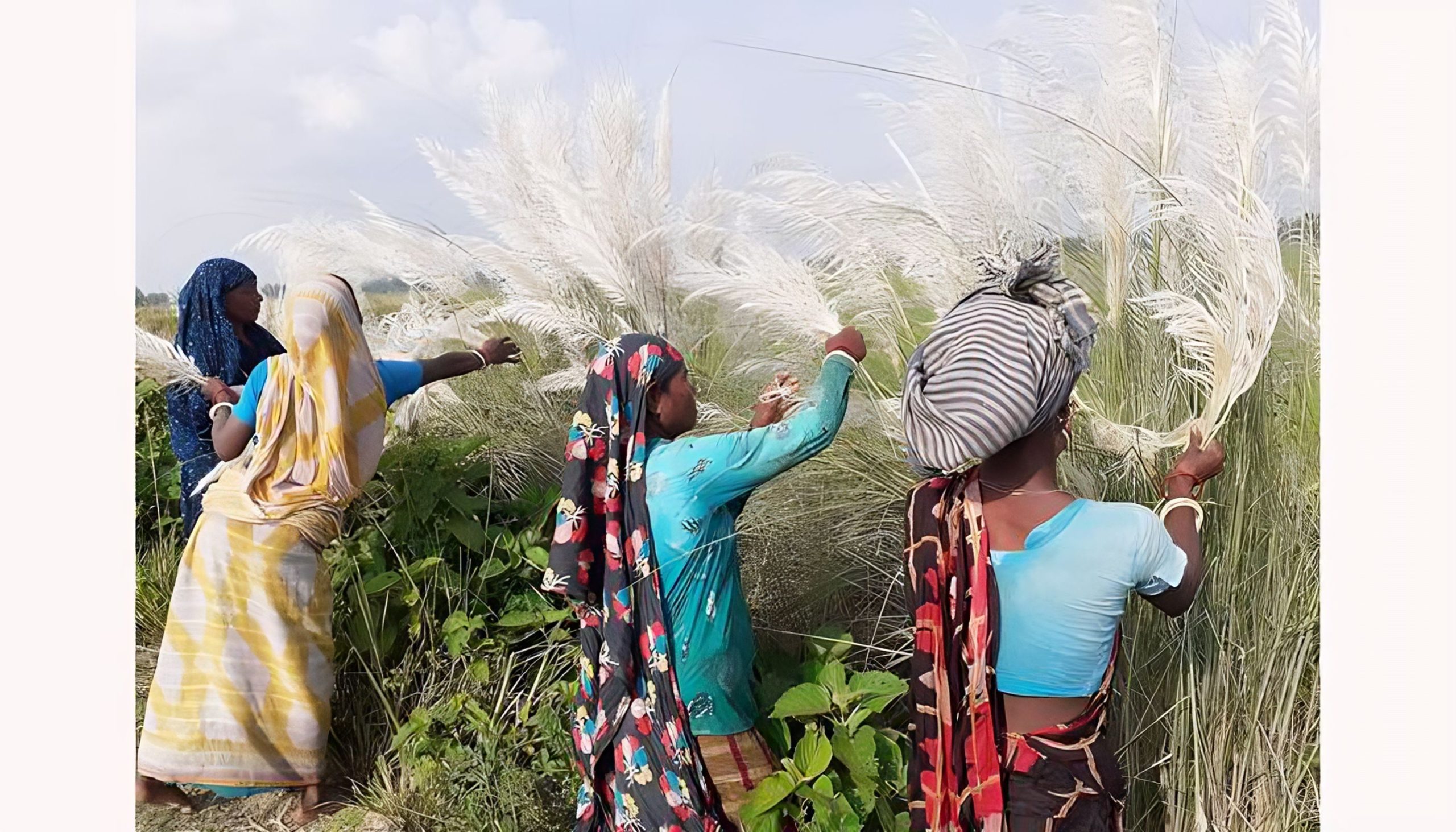 অপরুপ কাশফুলে জীবন-জীবিকা