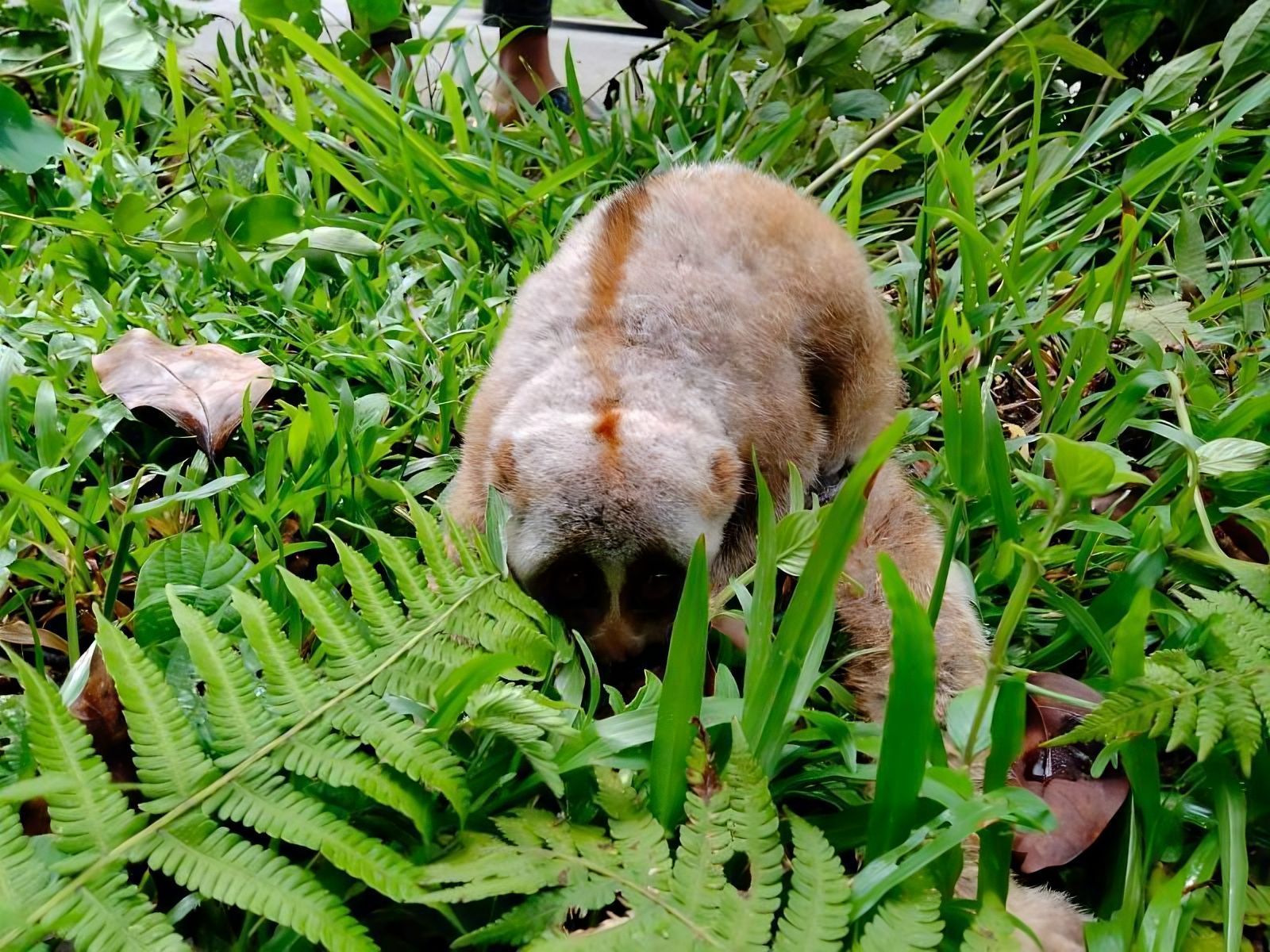 আবারও লজ্জাবতী বানর উদ্ধার হলো মৌলভীবাজারে