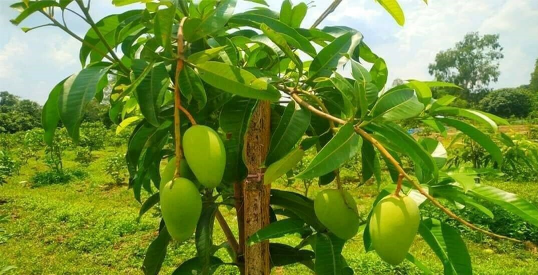 নওগাঁর সাপাহারে এখনও পাওয়া যাচ্ছে সুমিষ্ট আম
