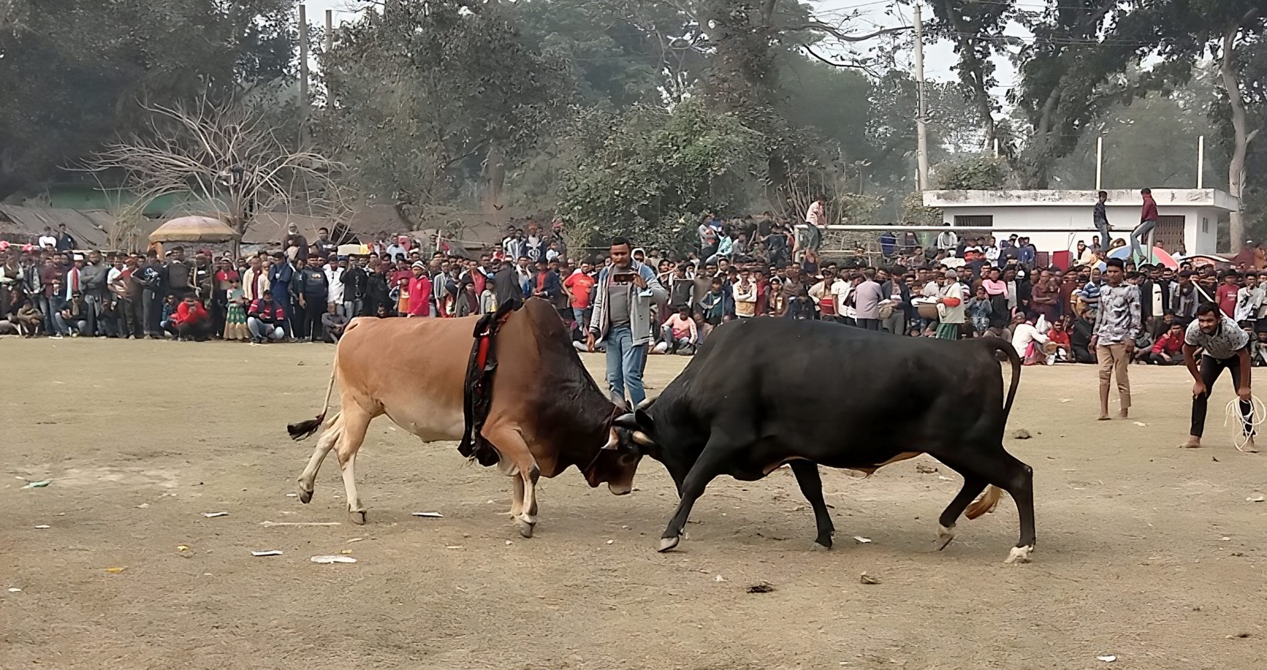 সুলতান মেলায় ঐতিহ্যবাহী ষাঁড়ের লড়াই অনুষ্ঠিত