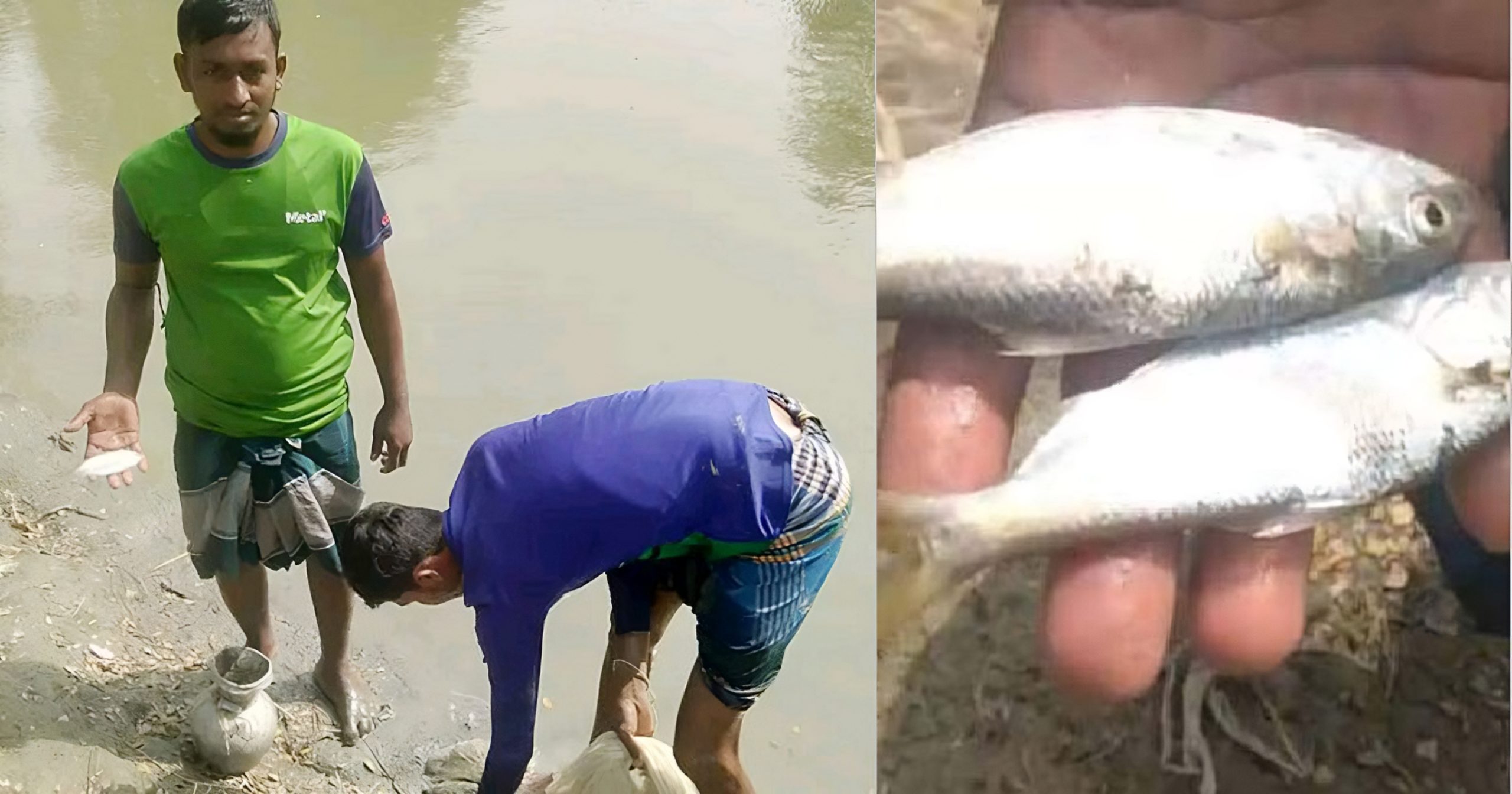 পুকুরে জাল ফেলতেই মিলল ৮টি ইলিশ!
