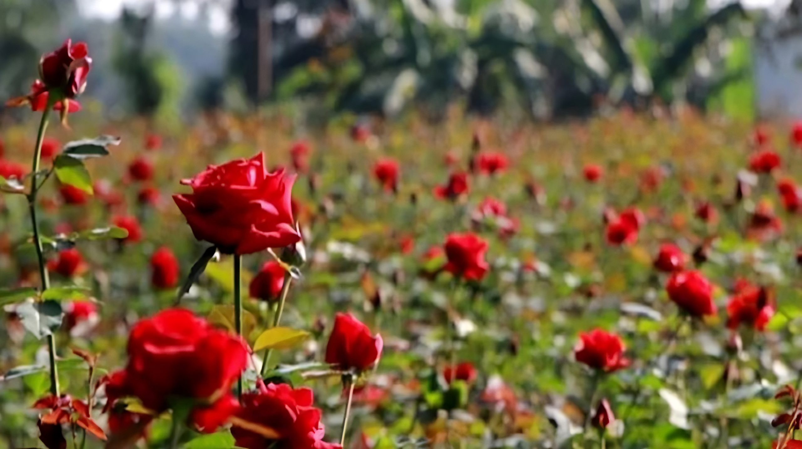 সুরভিত গোলাপ গ্রাম