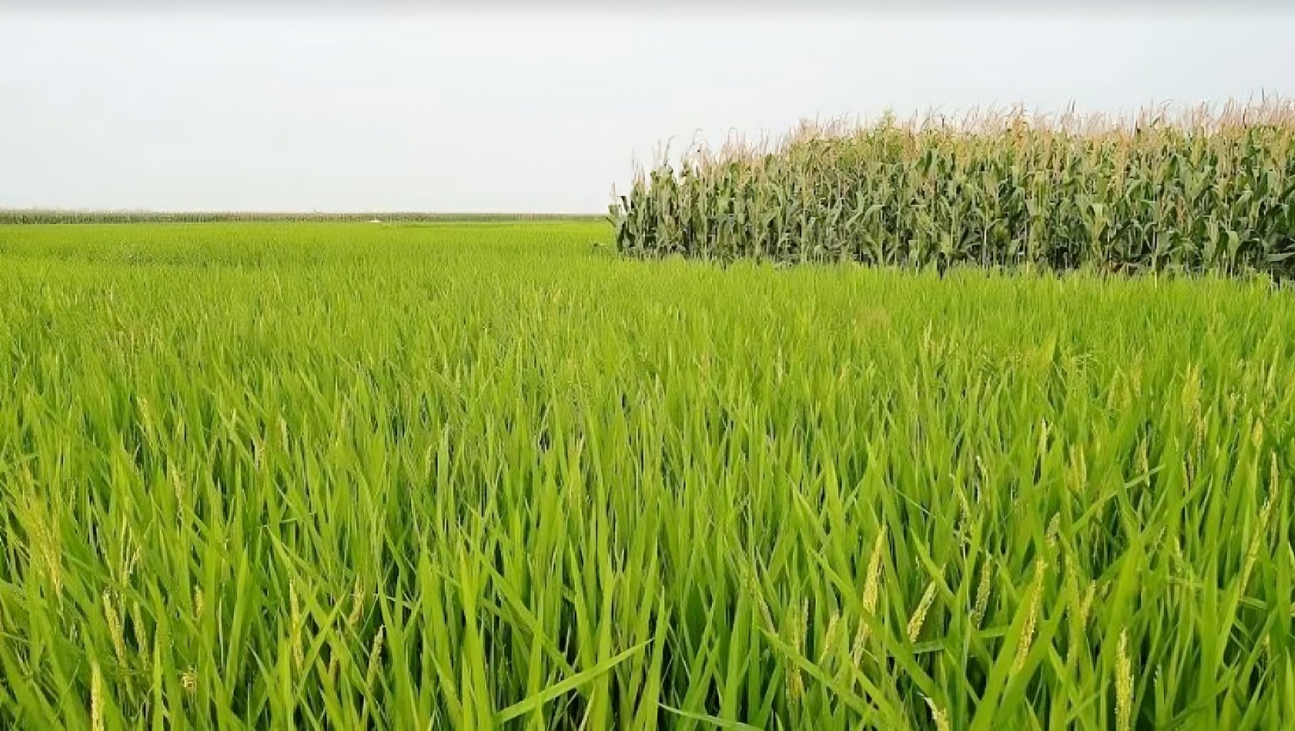 কৃষিতে সাফল্য, সচ্ছলতা ফিরেছে সিরাজগঞ্জের কৃষকদের
