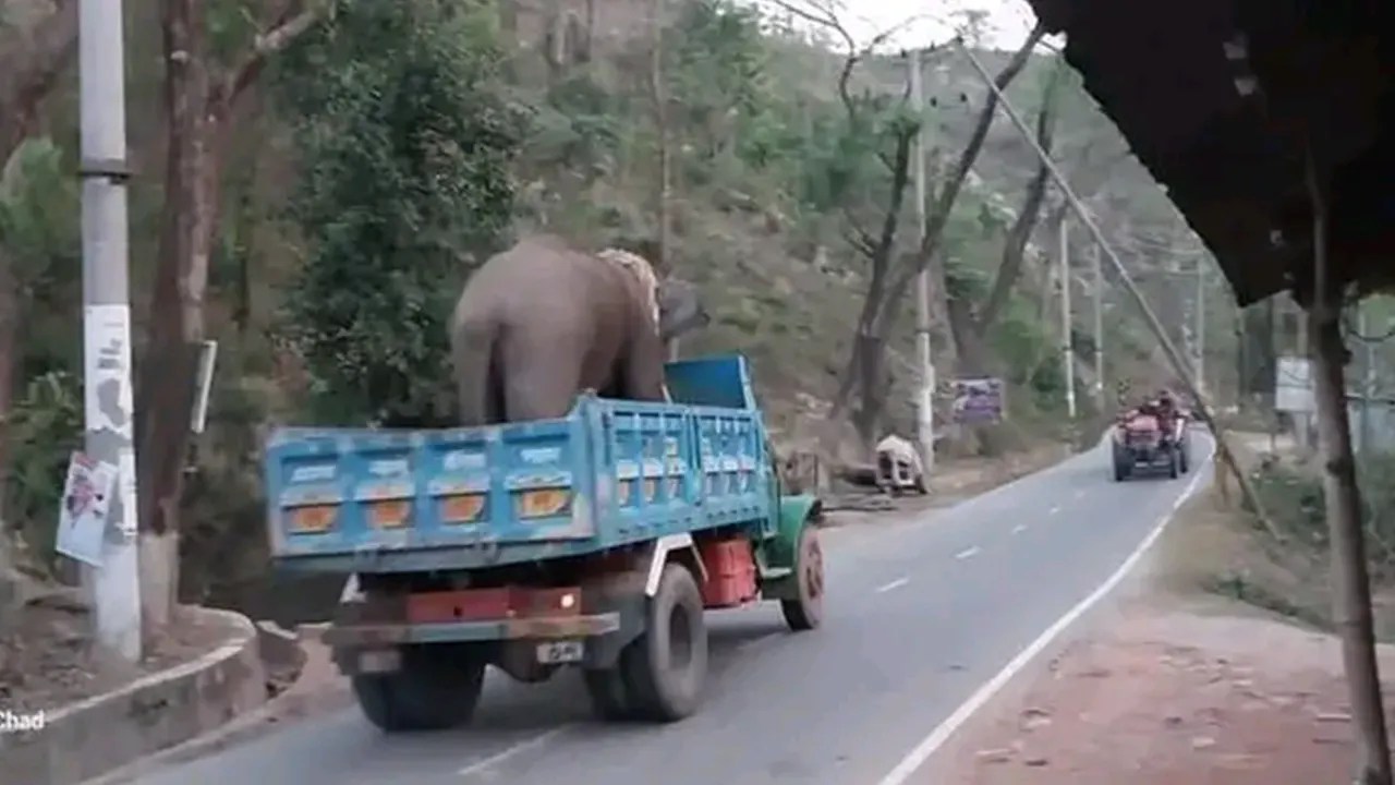 গহীন জঙ্গল থেকে হাতিসহ কেয়ারটেকার আটক