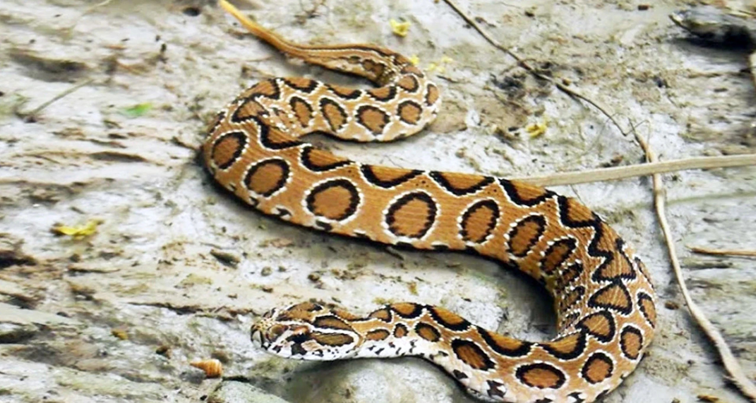 রাসেলস ভাইপার