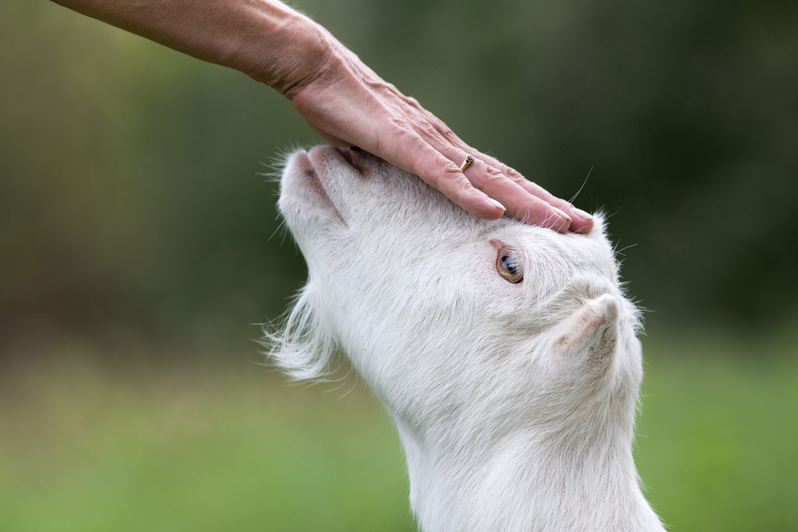 Things to Avoid Before and After Offering Qurbani