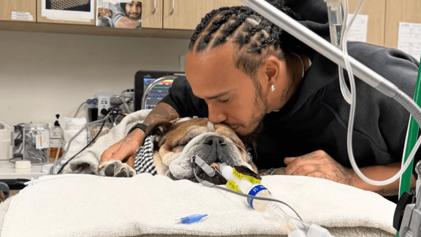 Lewis Hamilton dog Roscoe coma