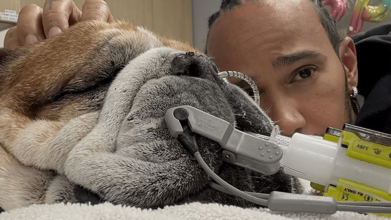 Lewis Hamilton dog Roscoe coma
