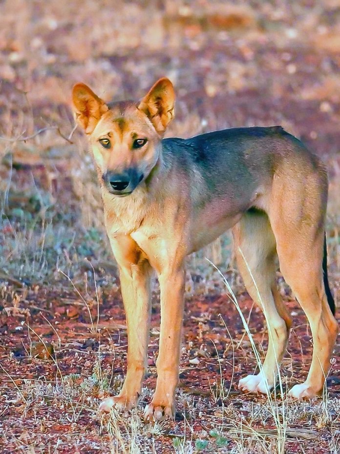 Long-term study finds dingo culling does not decrease population purity