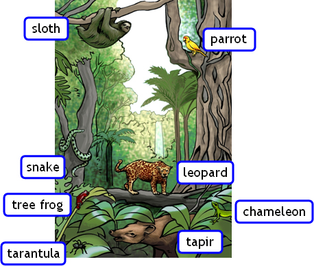 What animals live on the forest floor layer of a rainforest