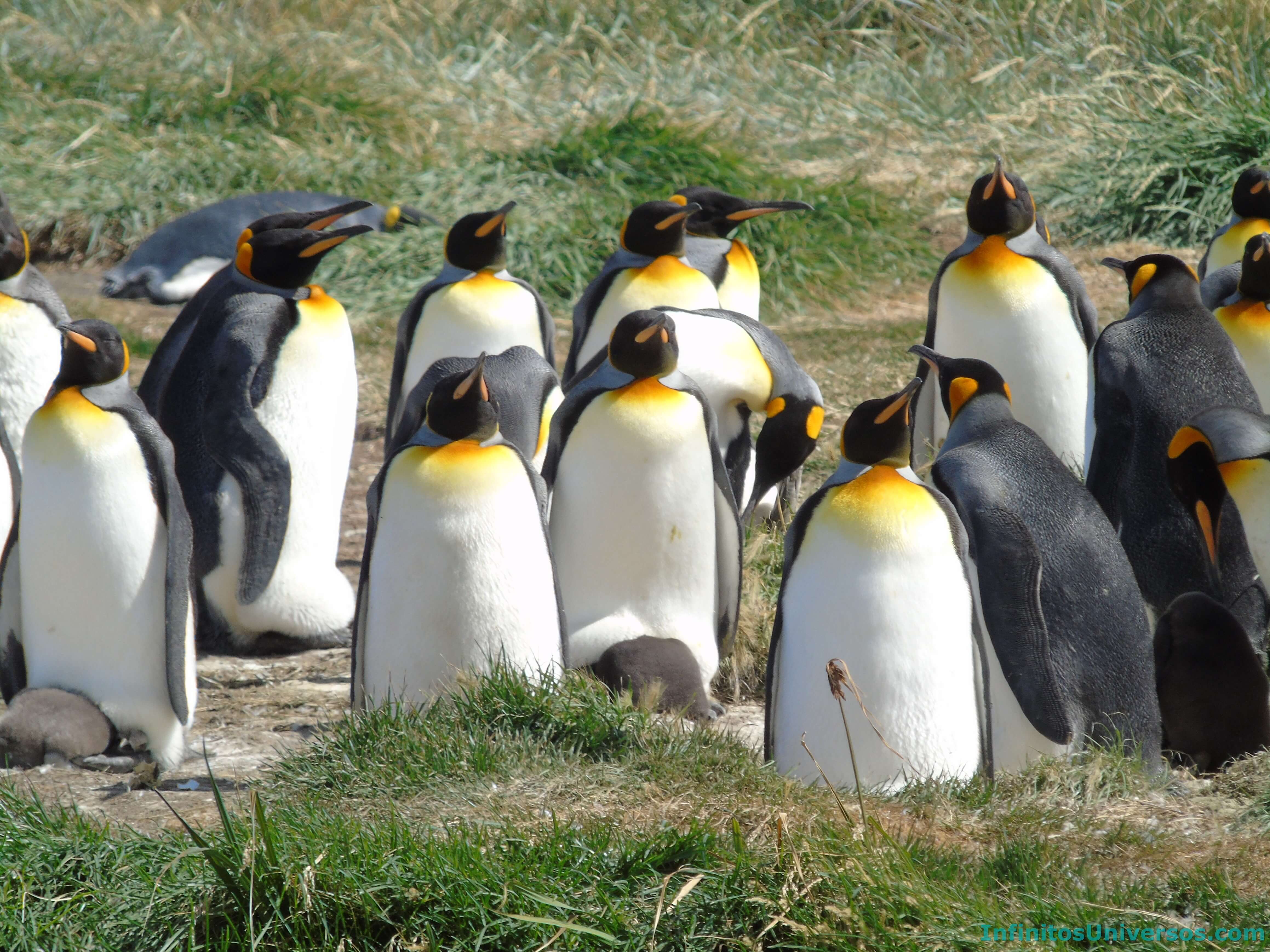 tierra del fuego pinguino rey patagonia