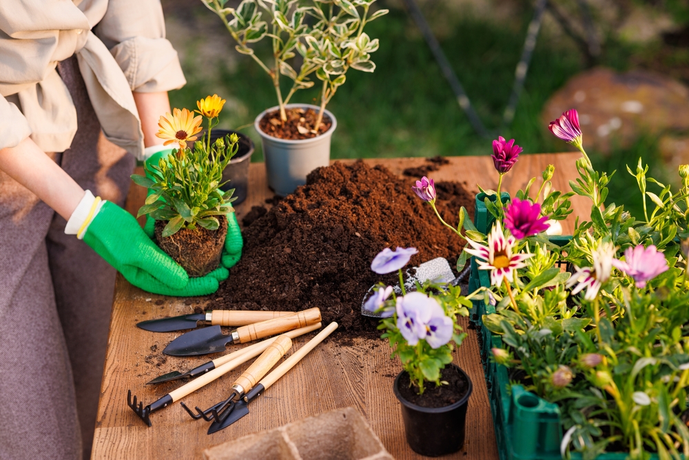 femeie care planteaza in gradina flori perene 