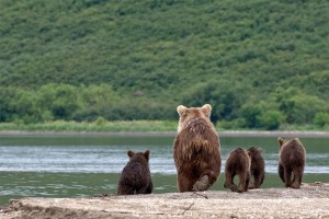 Фото 22: Где живут медведи. Медведи обитающие на…