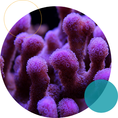 Corl 2023 - Light Textures - Stunning Retina Collection