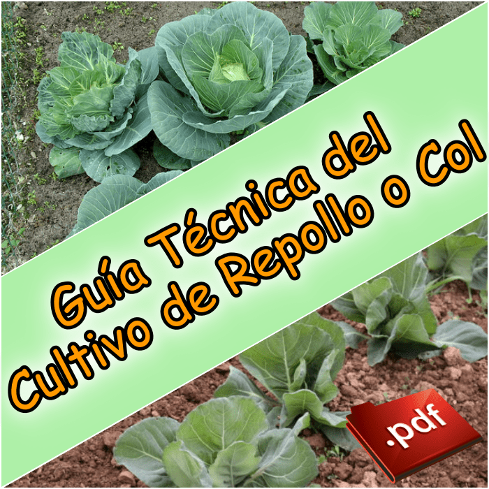 etapas de crecimiento del repollo