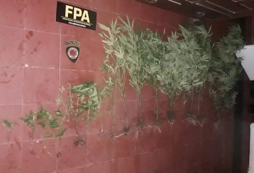 Incautaron plantas de marihuana en Viamonte