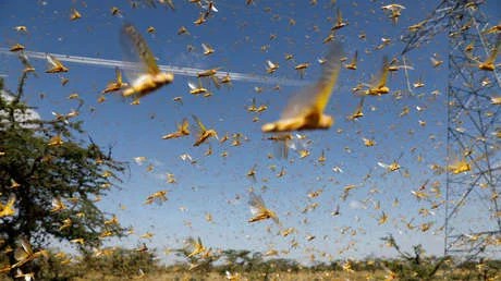 África sufre una “plaga bíblica” por la proliferación de las langostas