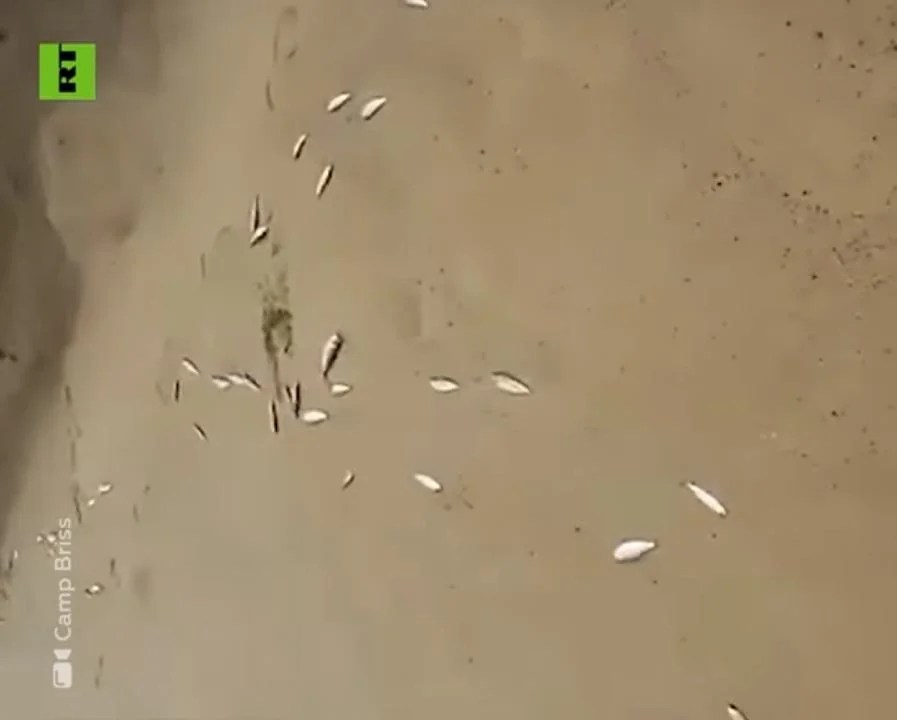 Cientos de peces son arrojados por el océano en México y la gente los saca con las manos