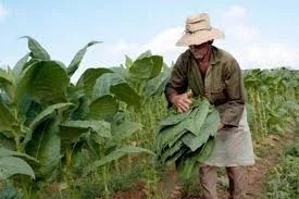 Tabacaleros reiteran el pedido de “flexibilizar la actividad” en defensa de los puestos de trabajo