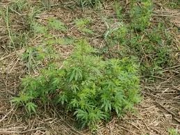 Laboulaye: Buscaban un un televisor, pero encontraron plantines de marihuana
