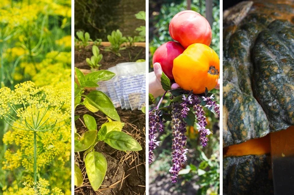 Huerta en tu hogar: cómo solicitar las semillas primavera-verano