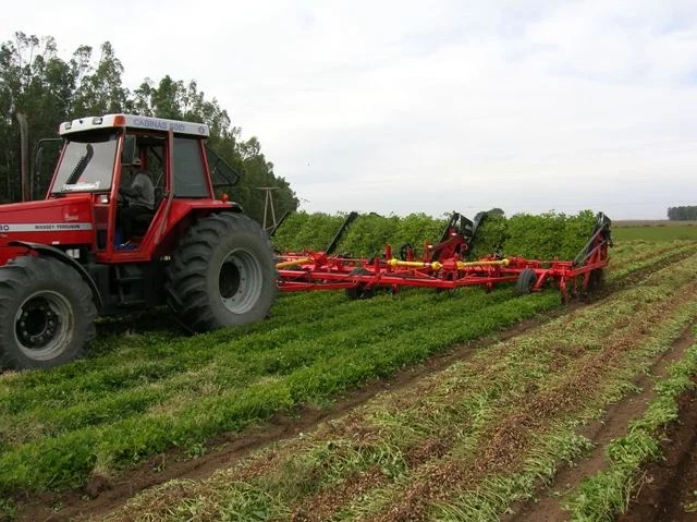 Córdoba superó el récord histórico de exportaciones de maní