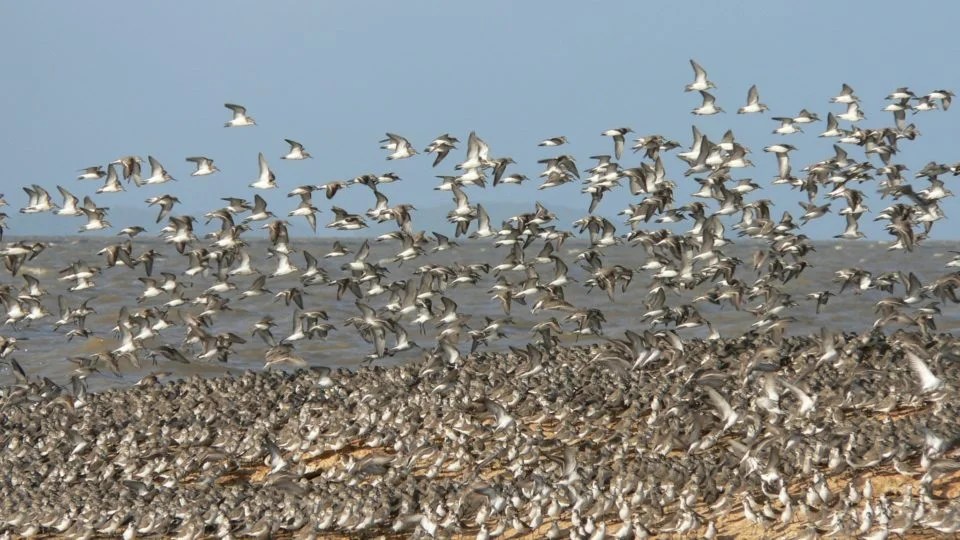 Salud brinda recomendaciones para prevenir la enfermedad transmitida por aves