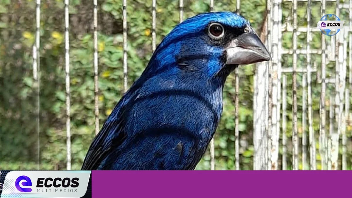 Secuestraron más de 80 aves en dos viviendas