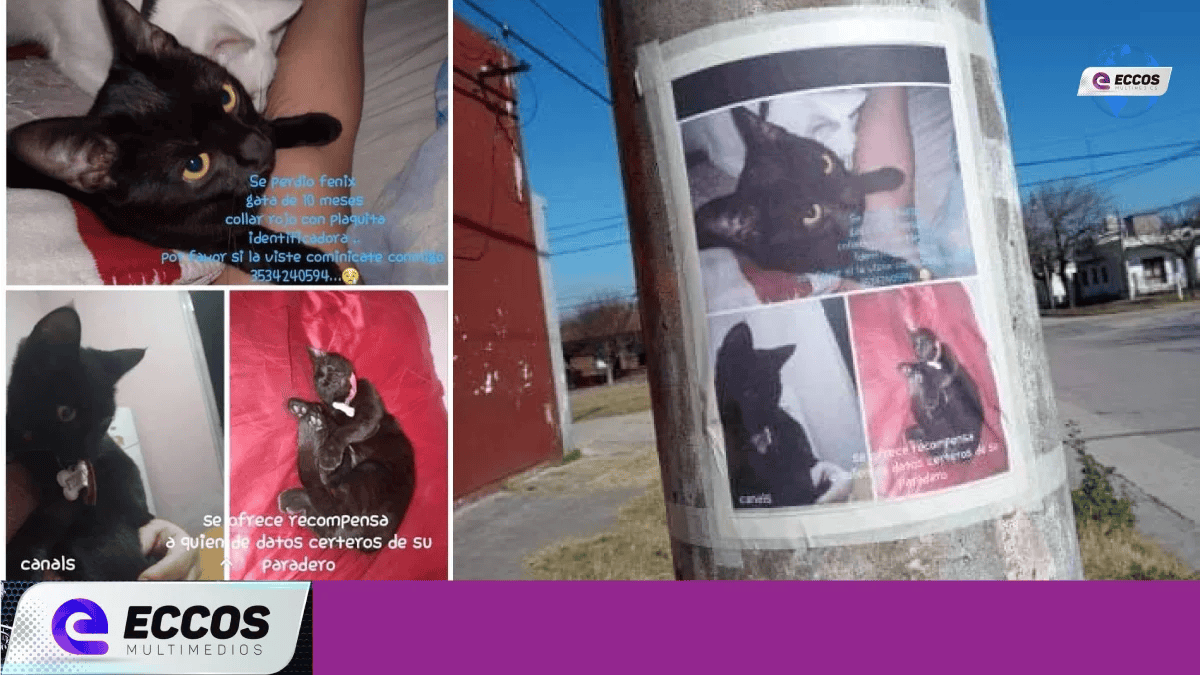 Canals: vecinos continúan preocupados por la desaparición de gatos