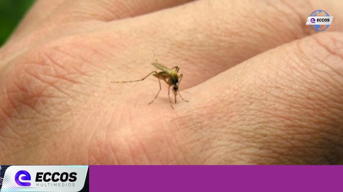 Se detectó el tercer caso de chikungunya en la provincia de Córdoba