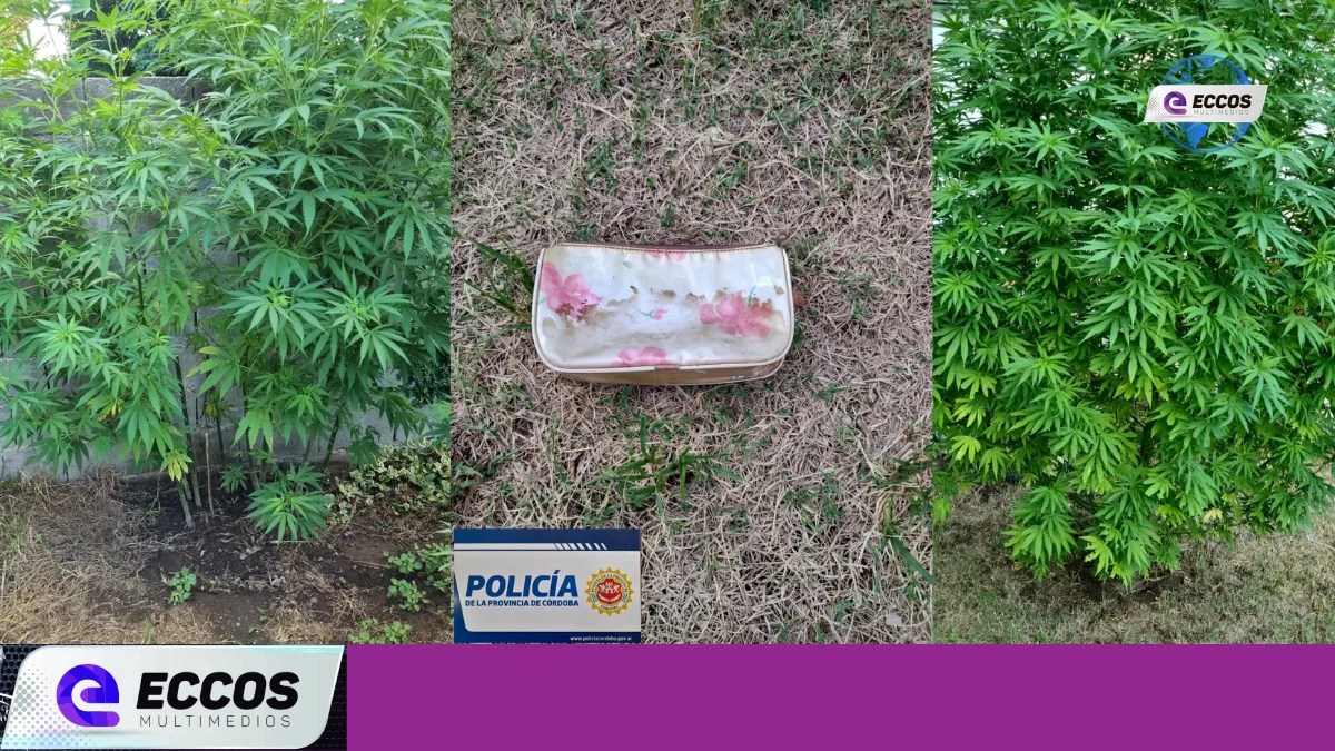 Allanamiento en Canals: Recuperación de Elemento Sustraído y Descubrimiento de Plantas de Cannabis