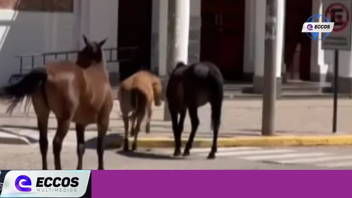 Canals agiliza procedimientos para el cuidado de caballos abandonados.