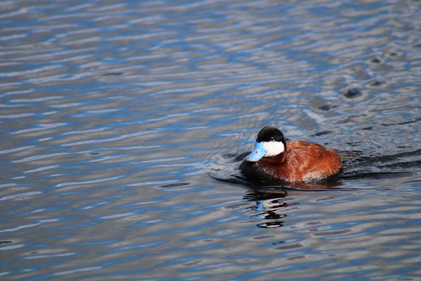 Local Histories Lecture