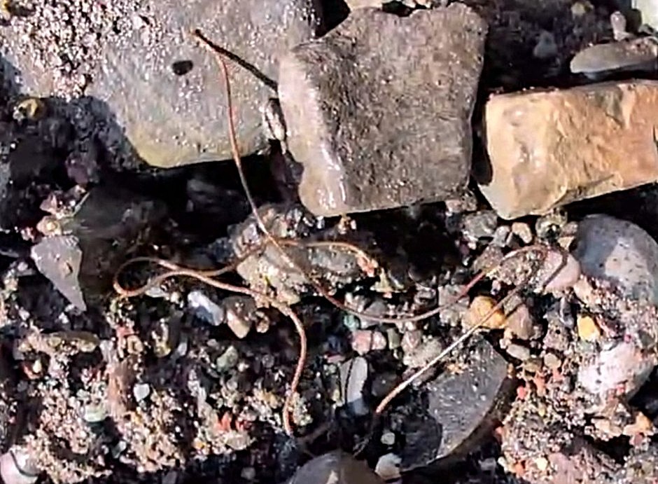 Unbelievable! Weird Worm Found in Kamloops Creek (2026)