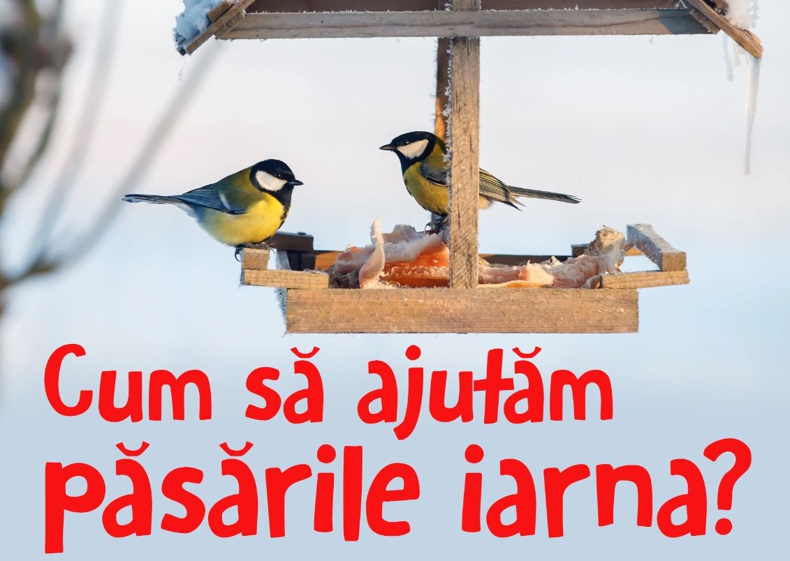 Atelier de educație muzeală Cum să ajutăm păsările iarna?