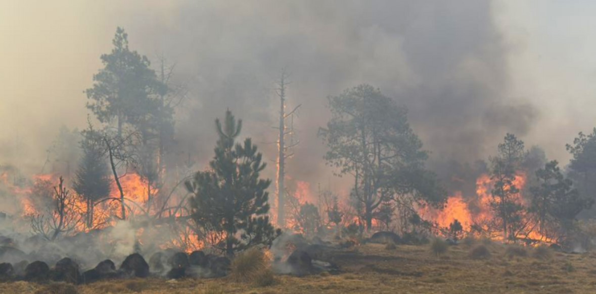 Incendios provocados devastan cerca de 600 hectáreas de bosques en Jilotzingo