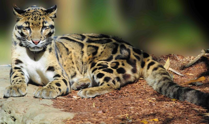 Dapatkan Gambar Kucing Hutan Jawa Updated Their Cover Photo Kucing Hutan Jawa Terkeren oleh Lampunghits.com